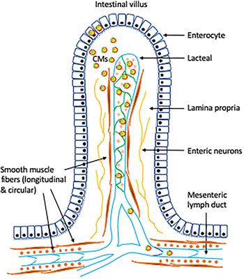 Emerging Role of Lymphatics in the Regulation of Intestinal Lipid Mobilization